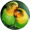 Green Parrots